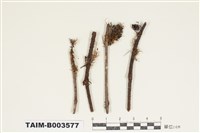 藏品(蔓苔科)的圖片